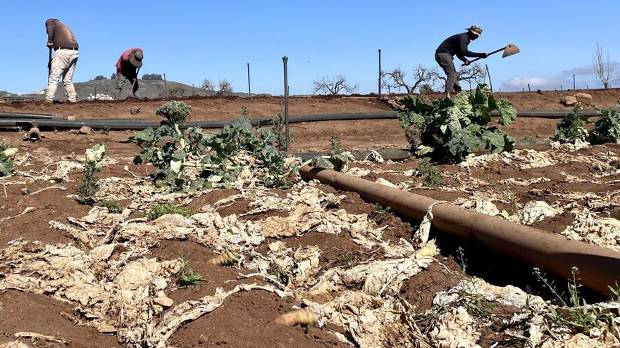 Tres peones de los cultivos de Gilberto Santana dibujando surcos con sus sachos entre la hortaliza perdida por el calor y la sequía en la Vega de San Mateo.