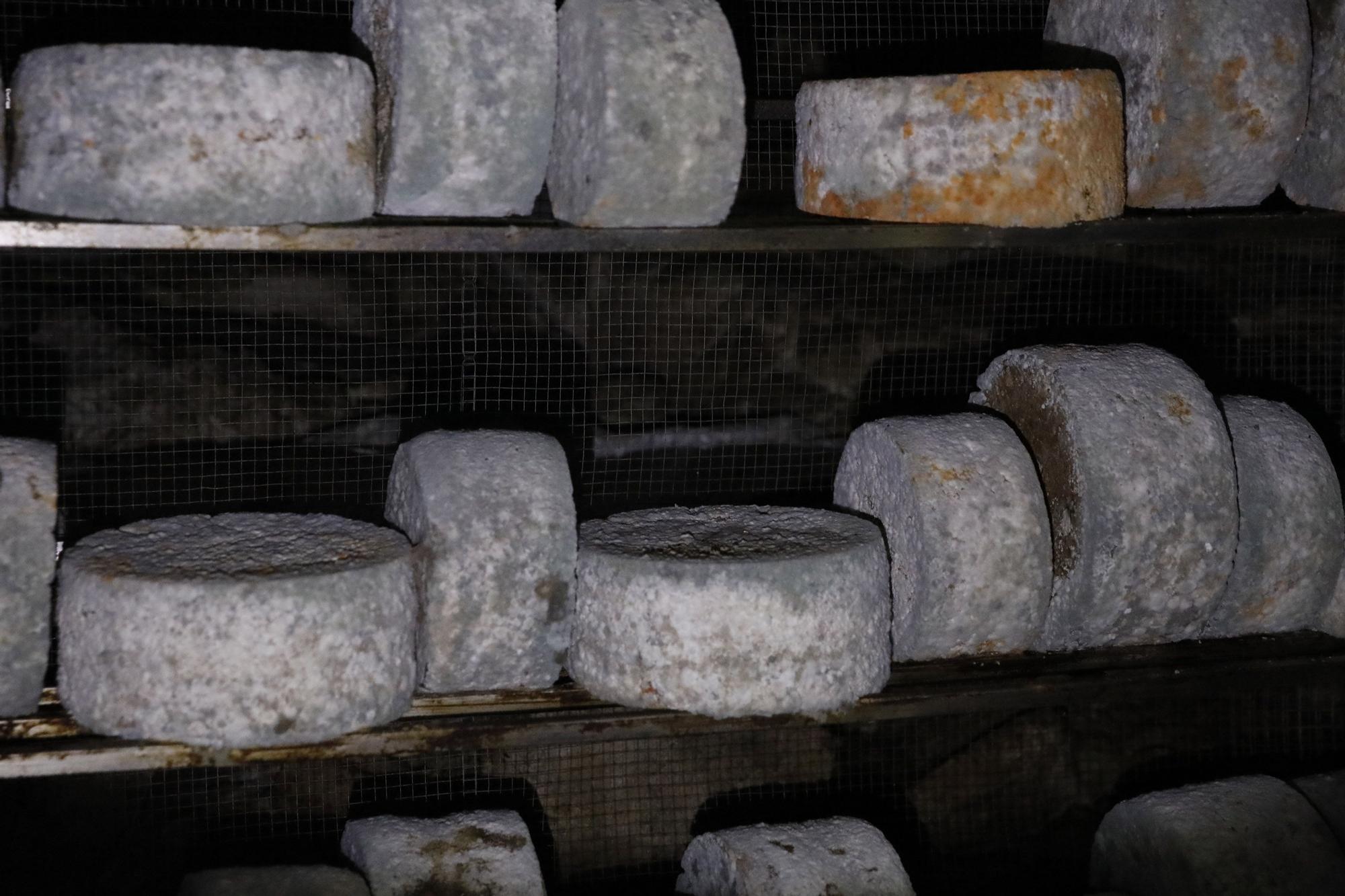 Así se elabora el gamonéu del Puertu: de la cueva a la mesa.