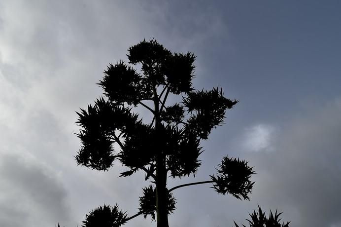 METEOROLOGIA. CALIMA MEZCLADA CON NUBES