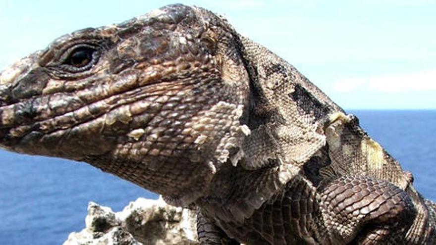 Ejemplar de lagarto gigante de El Hierro (gallotia symonyi)