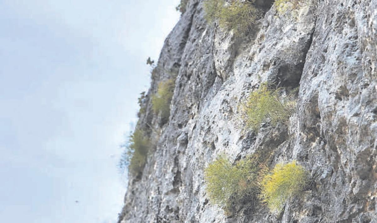 Descubren en Somiedo una planta única en el mundo