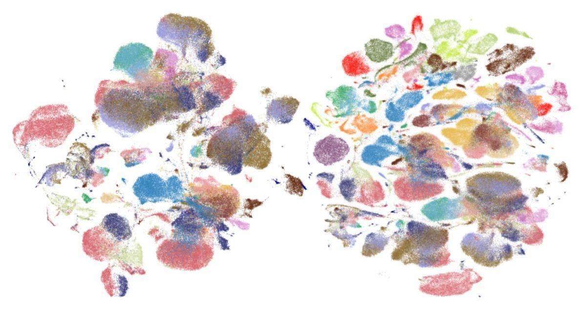 Visualización de diferentes tipos de células del cuerpo humano recopiladas en el atlas creado por el consorcio Tabula Sapiens.