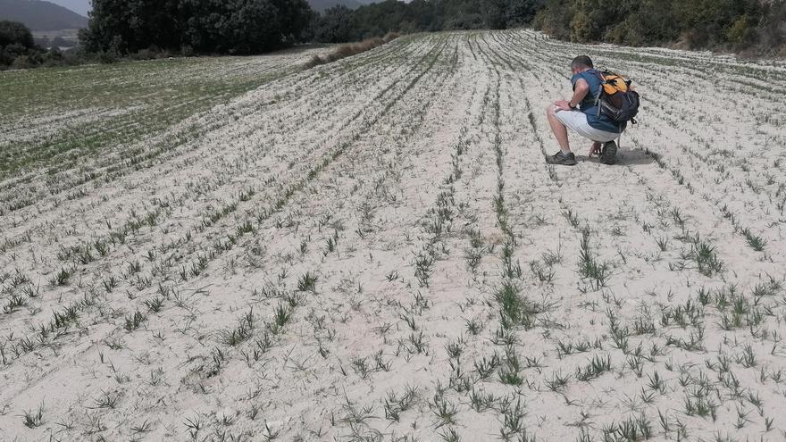 El cereal alicantino registra pérdidas de dos millones de euros tras quedarse sin cosecha
