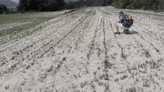 El cereal alicantino registra pérdidas de dos millones de euros tras quedarse sin cosecha