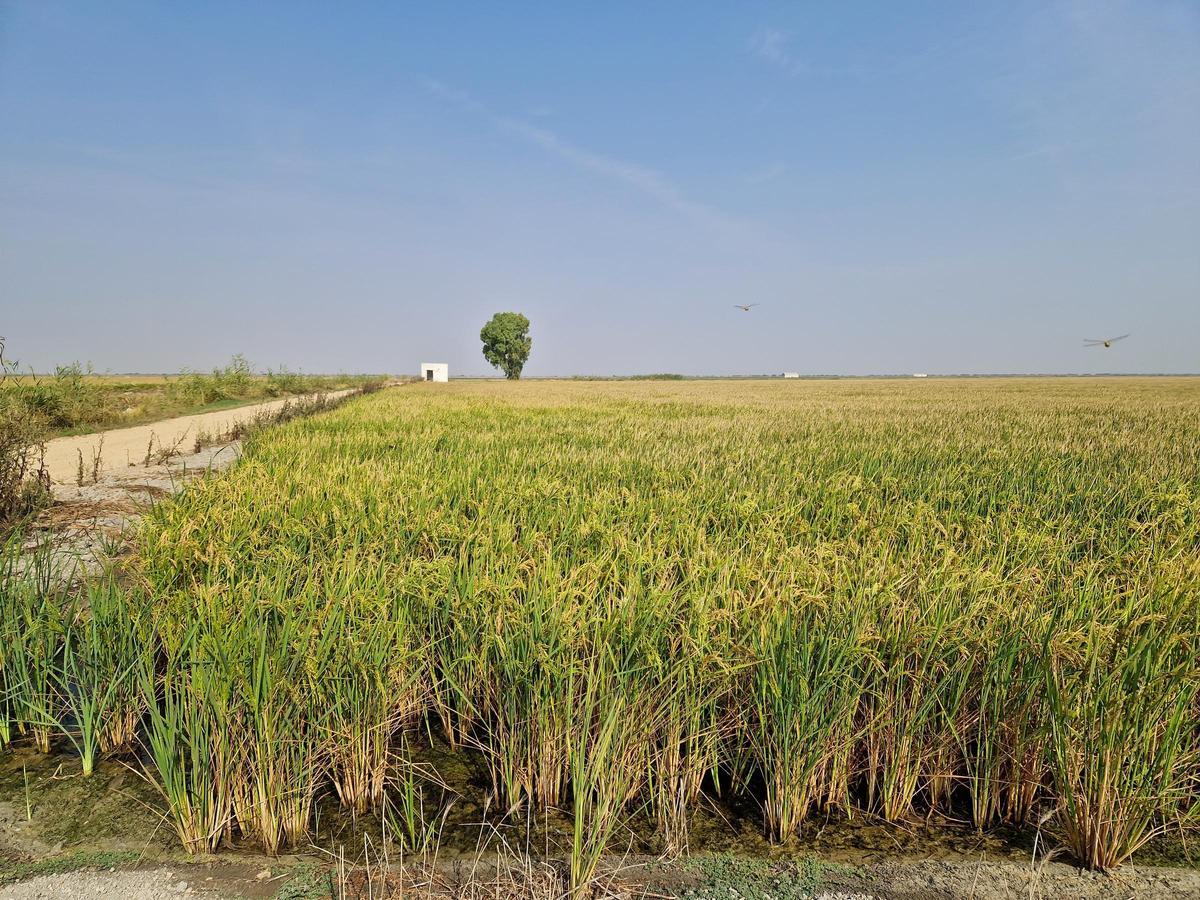 Situación de los arrozales en las marismas del Guadalquivir.