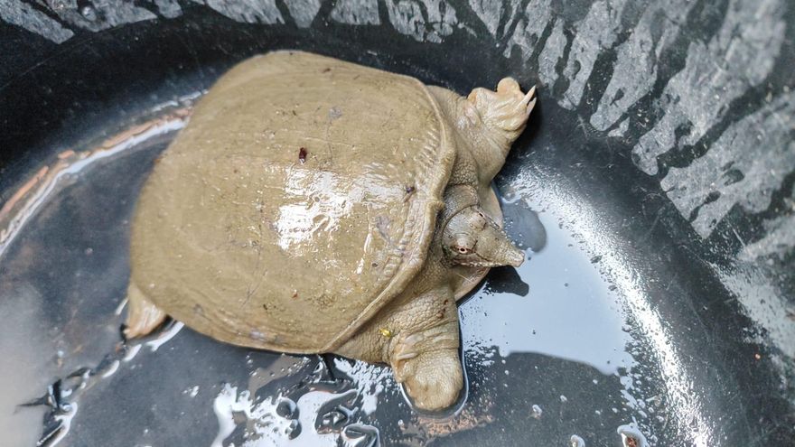 Una especie similar a la tortuga caimán aparece en el Reguerón de Orihuela