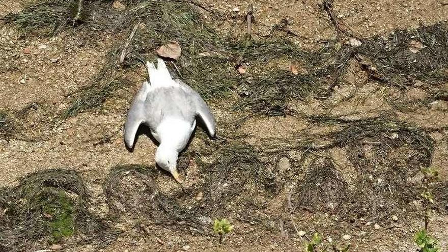 Gaviota muerta junto a la ría, en Oleiros, frente a O Burgo.