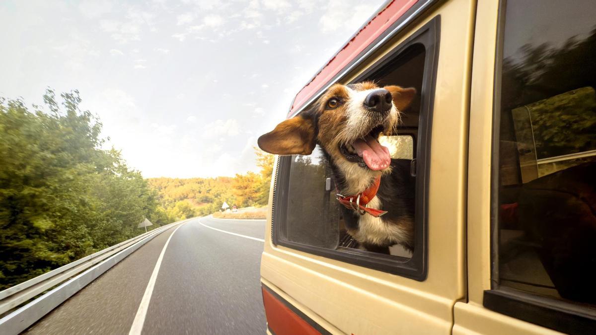 Consejos para viajar en coche con tu perro