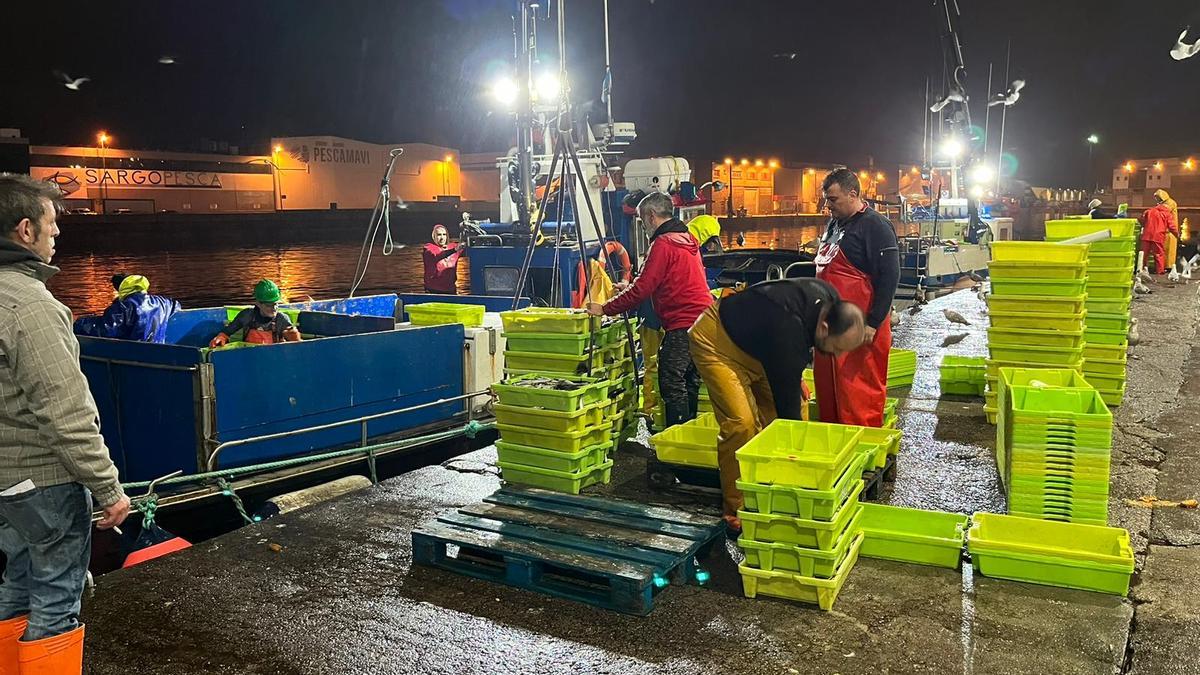 Una descarga de pescado en el puerto de Vigo este año