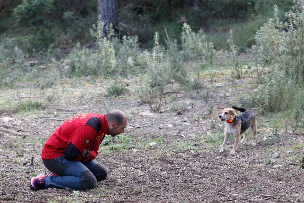 Técnicas de búsqueda de personas con perros