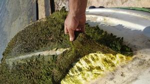 Alga invasora que recubre el casco de una pequeña embarcación en Formentera
