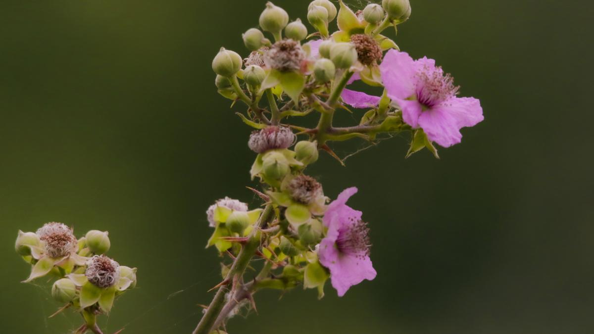 Una especie del género rosal.