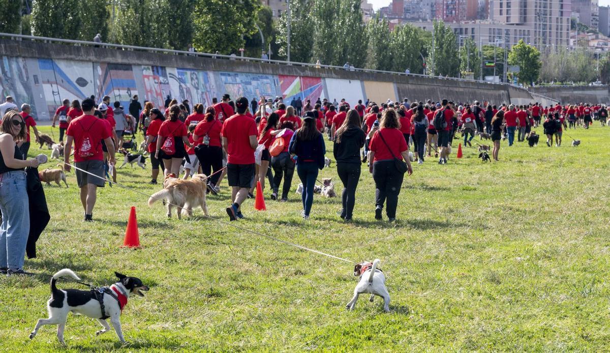 La quarta edició de la Can We Run reuneix mil corredors i els seus gossos