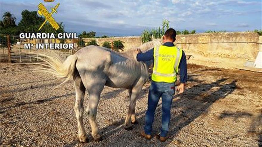 Detenido un vecino de Betxí por no darle agua ni comida a su caballo