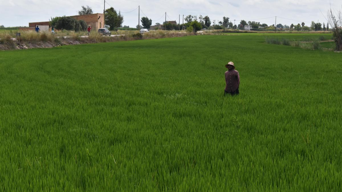 Un jornalero trabaja en uno de los arrozales del Delta del Ebro