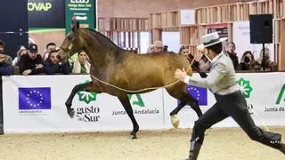 Dos caballos caravaqueños consiguen triunfos en la edición 2023 de Sicab