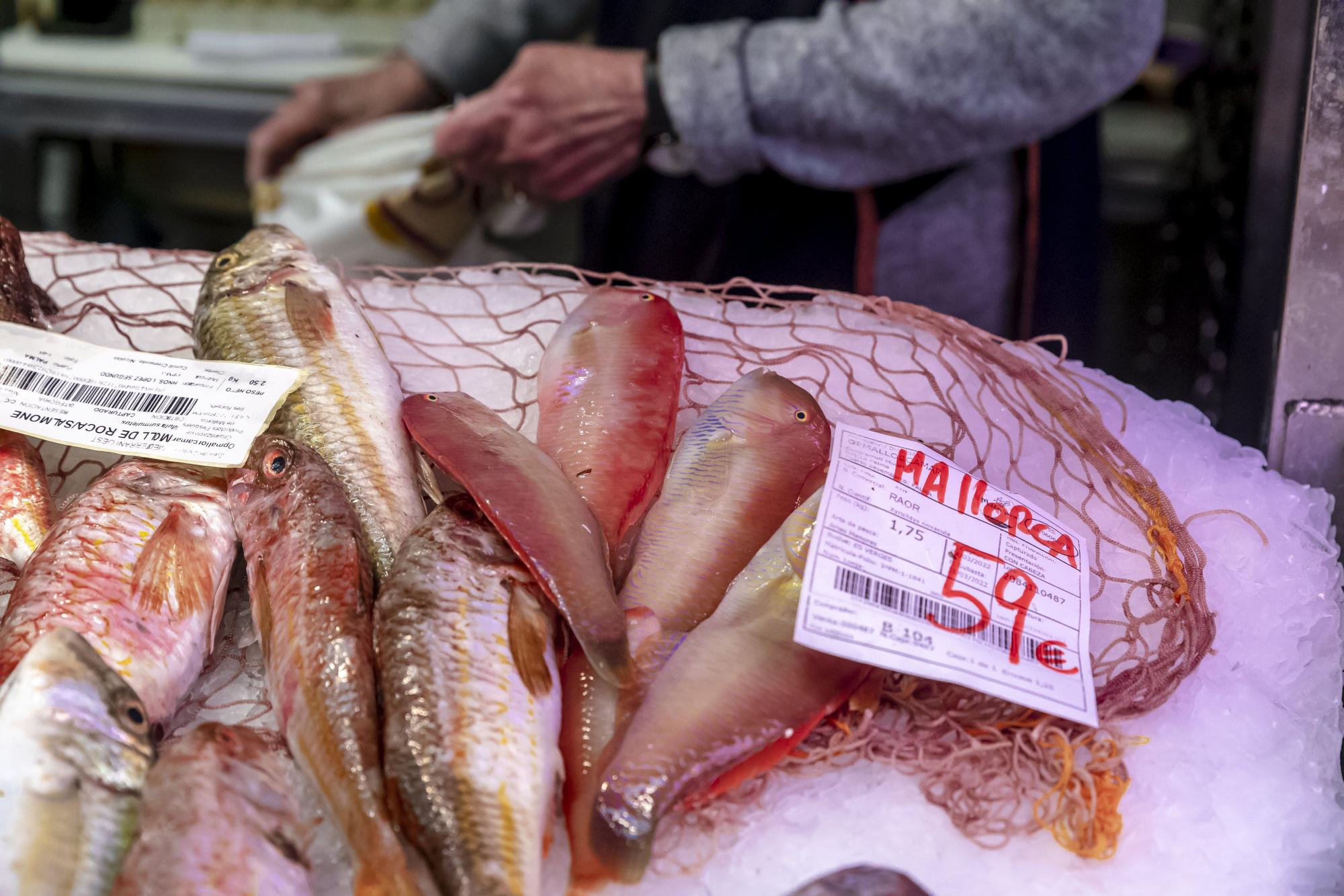 Vuelve el pescado mallorquín a las lonjas