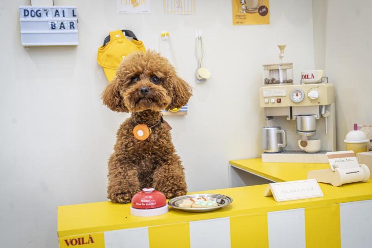 Un cliente posa en la barra del dogtail bar con barra libre de cookies.