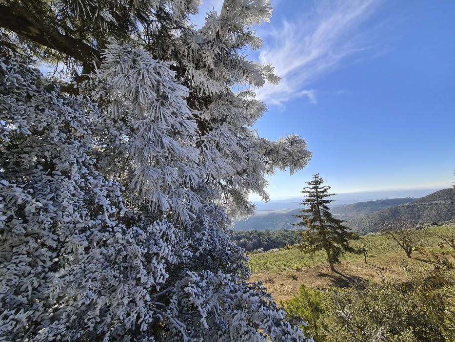 Cel serè i sol però molt fred, tal com mostren els arbres gelats.