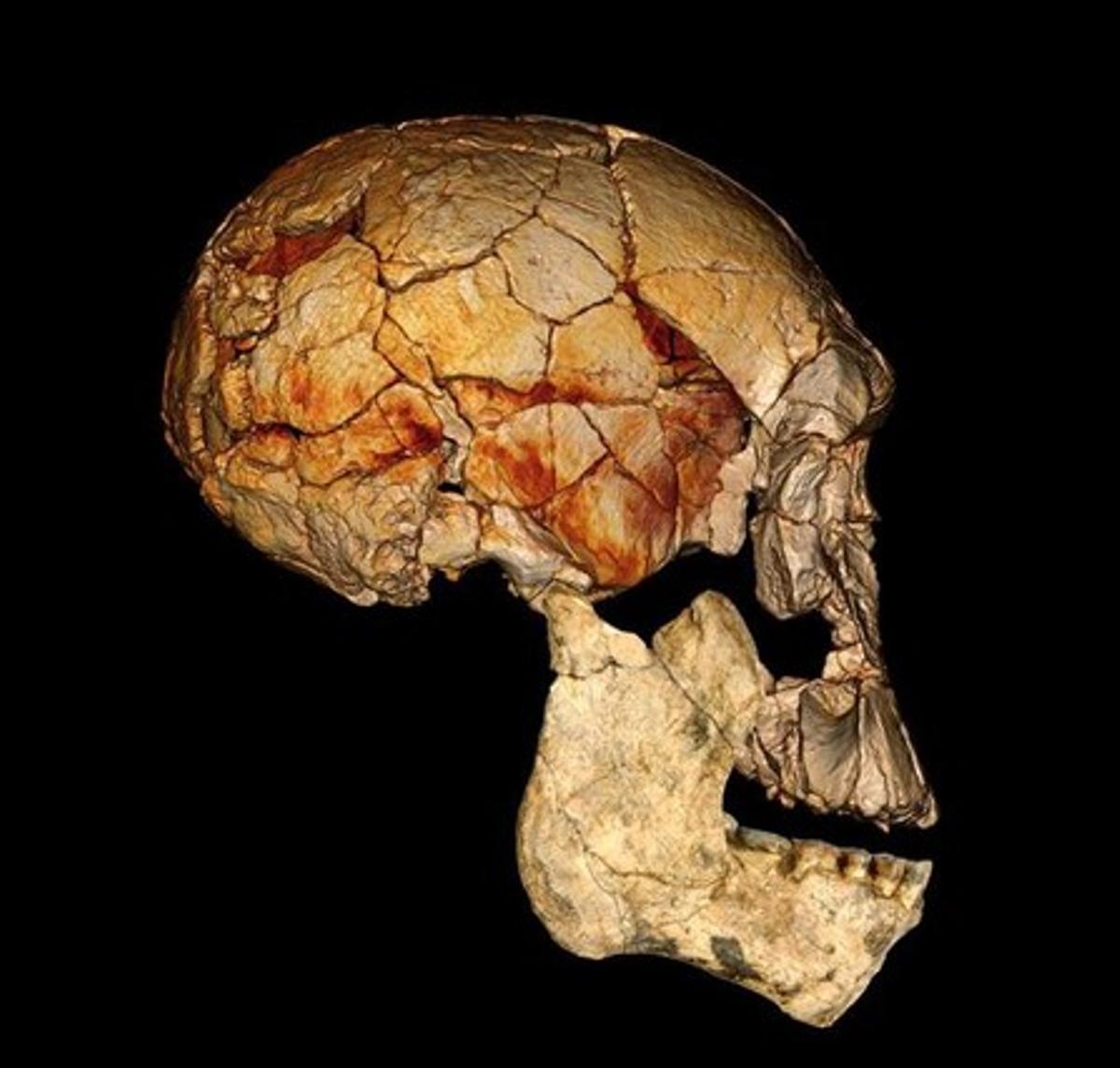 Simulació d’un crani amb les restes trobades el 1972 i la mandíbula actual. Simulació d’un crani amb les restes trobades el 1972 i la mandíbula actual.
