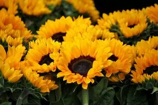¿Por qué se regalan flores amarillas el 21 de marzo? Esto es lo que hay detrás de esta curiosa tradición