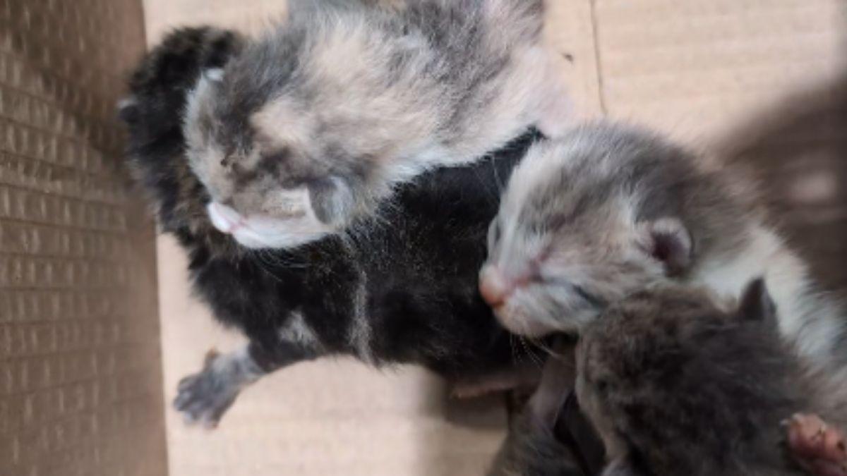 La terrible escena que encontró una pareja al ir a tirar la basura en Pinoso: una caja con crías de gato abandonadas