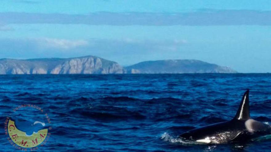 Una ballena cerca de las costas gallegas