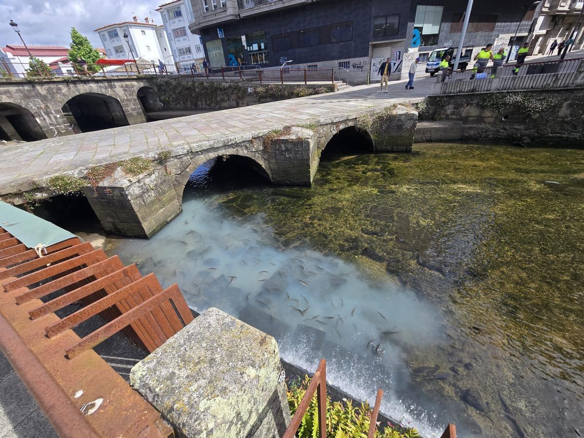 Vertido al río Con, en Vilagarcía, el año pasado.