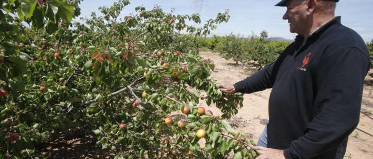 Un agricultor de Carlet, en una explotación de albaricoques a principios de mayo.