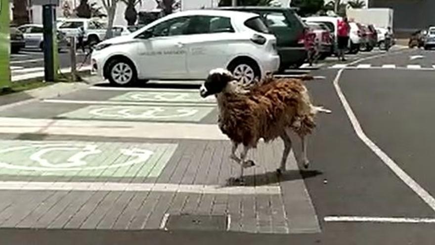 Una oveja suelta sorprende a los vecinos de Arrecife