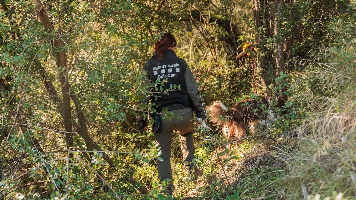 Tareas de los 'Agents Rurals' para contener el brote de PPA, en la sierra de Collserola la primera semana de diciembre, delimitando la zona infectada, prohibiendo el acceso y buscando jabalís en el perímetro.