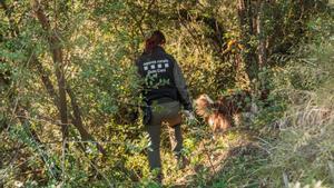 Tareas de los Agents Rurals para contener el brote de PPA, en la sierra de Collserola la primera semana de diciembre, delimitando la zona infectada, prohibiendo el acceso y buscando jabalís en el perímetro.