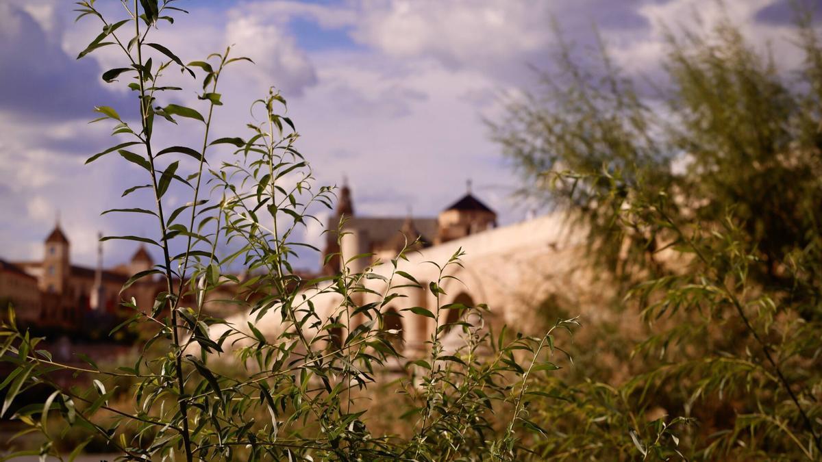 Sotos de la Albolafia