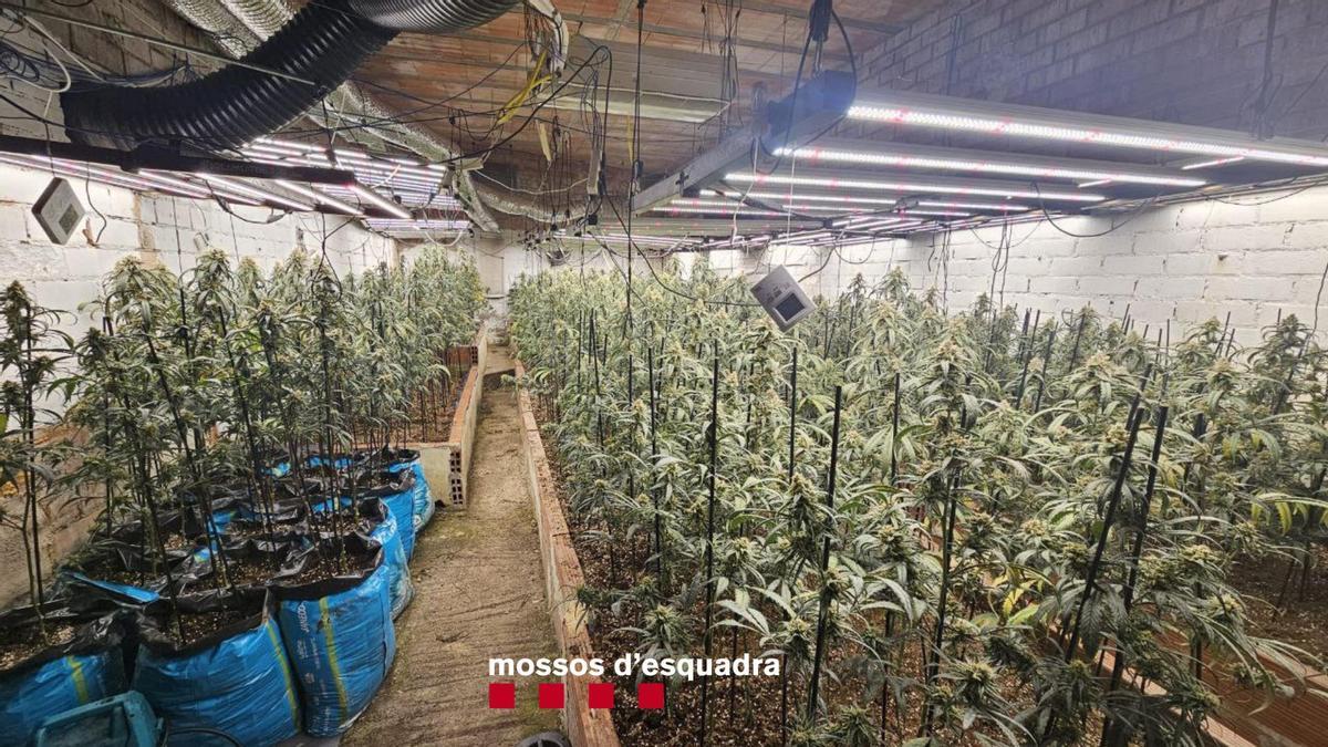La plantació de marihuana localitzada a Monistrol de Calders