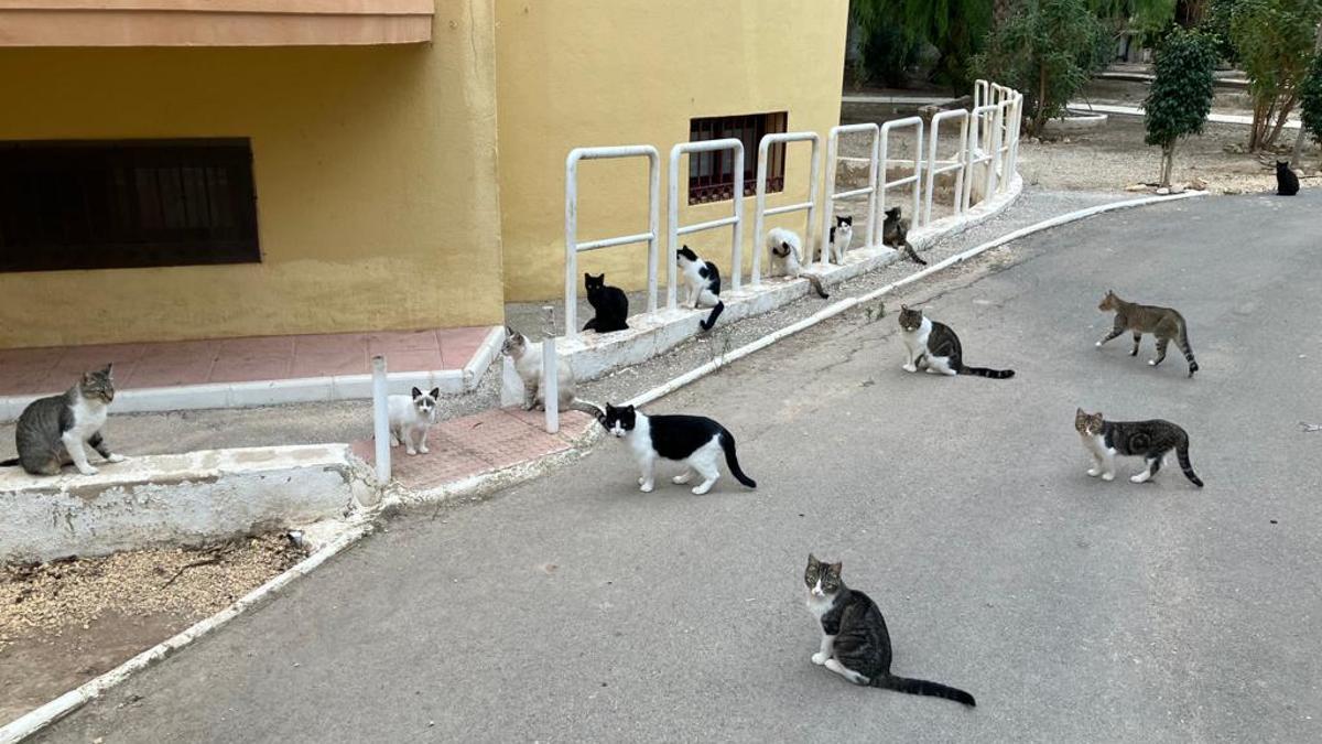 Gatos de la colonia que hay en la Residencia de Ferroviarios de Sant Joan.
