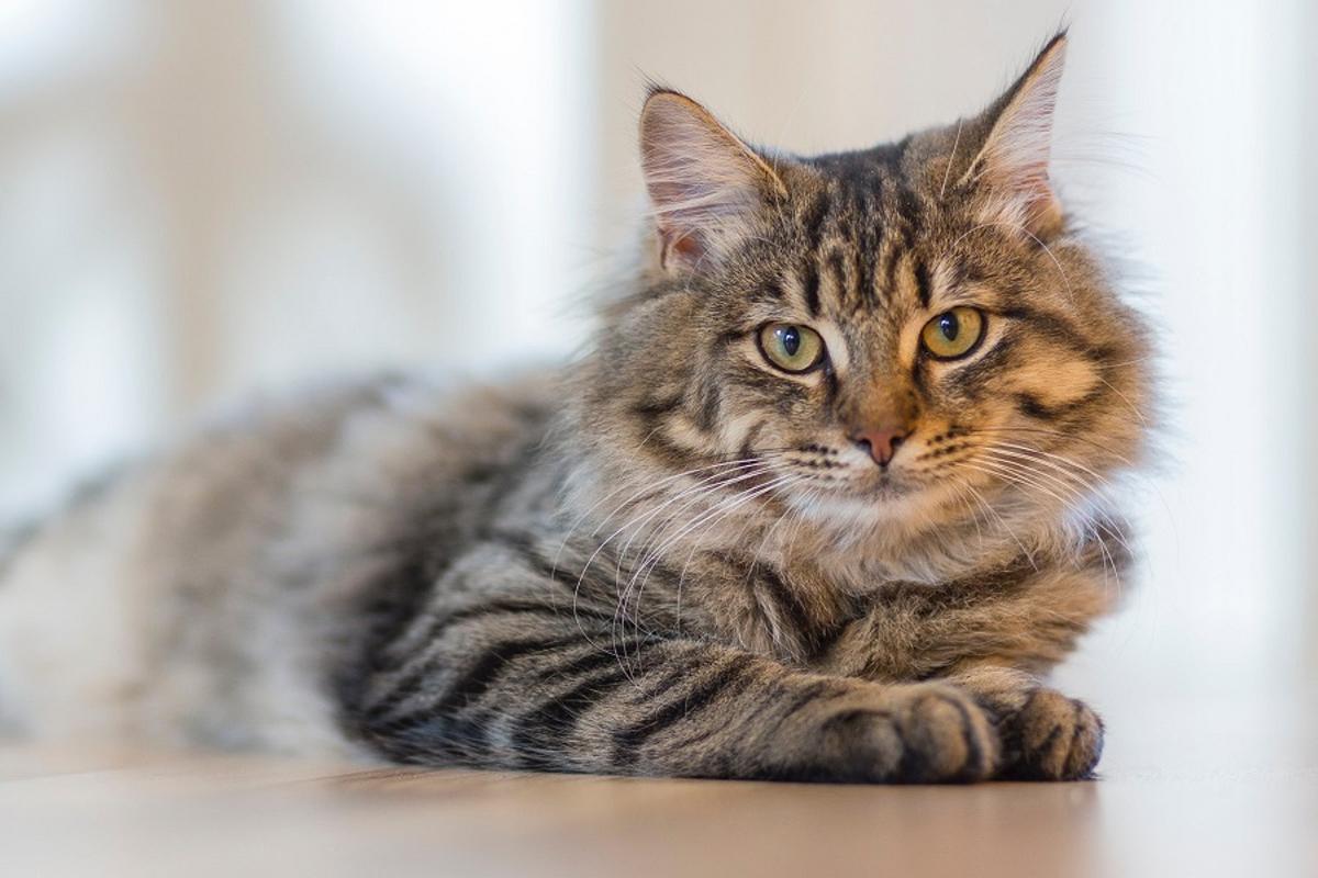 Un gato.
