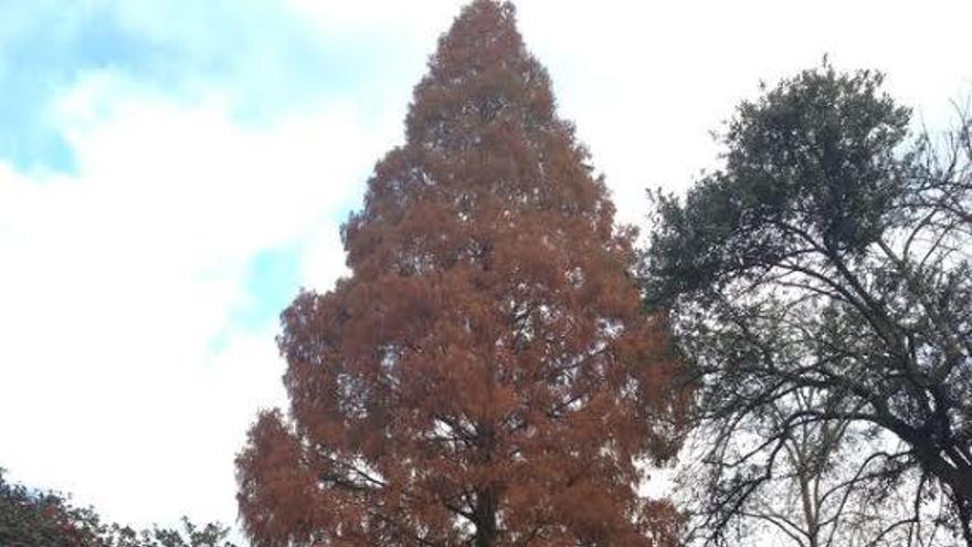 Un fósil viviente que busca ser nombrado Árbol Europeo del Año 2016