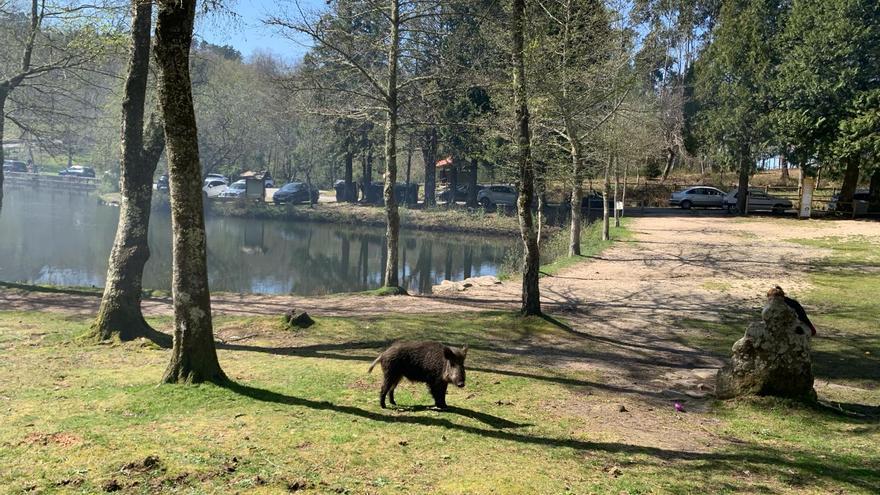 ¿Quien dice miedo al jabalí?: uno más en este merendero de Marín