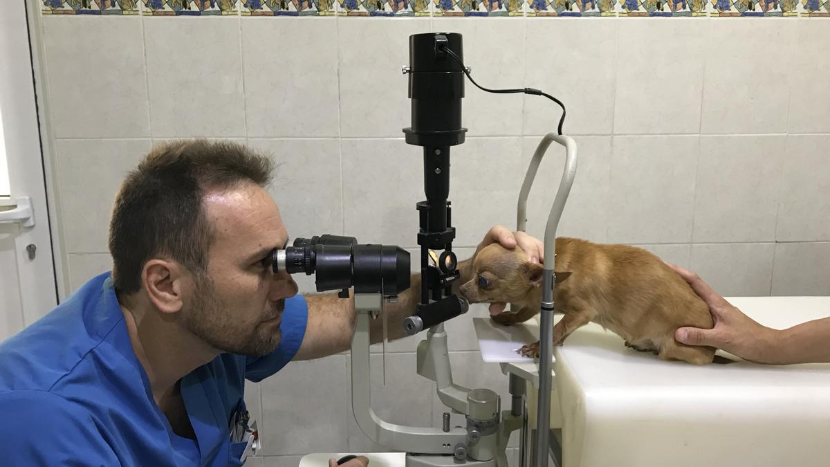 La clínica veterinaria 7 Vidas es un centro de referencia para el cuidado de tus mascotas con especialidad en oftalmología.