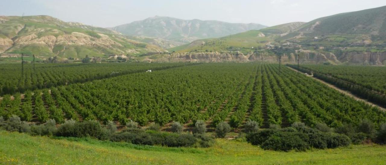 El negocio agrario de Marruecos