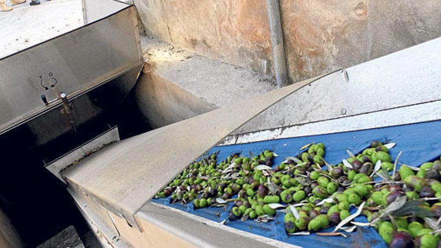Un instante del proceso de elaboración de aceite de oliva en la cooperativa agrícola.