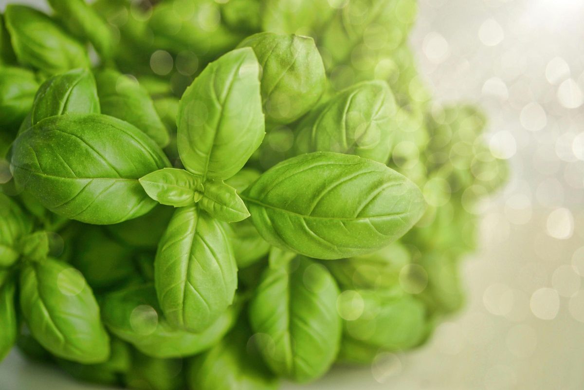 Planta de albahaca para evitar moscas y mosquitos.