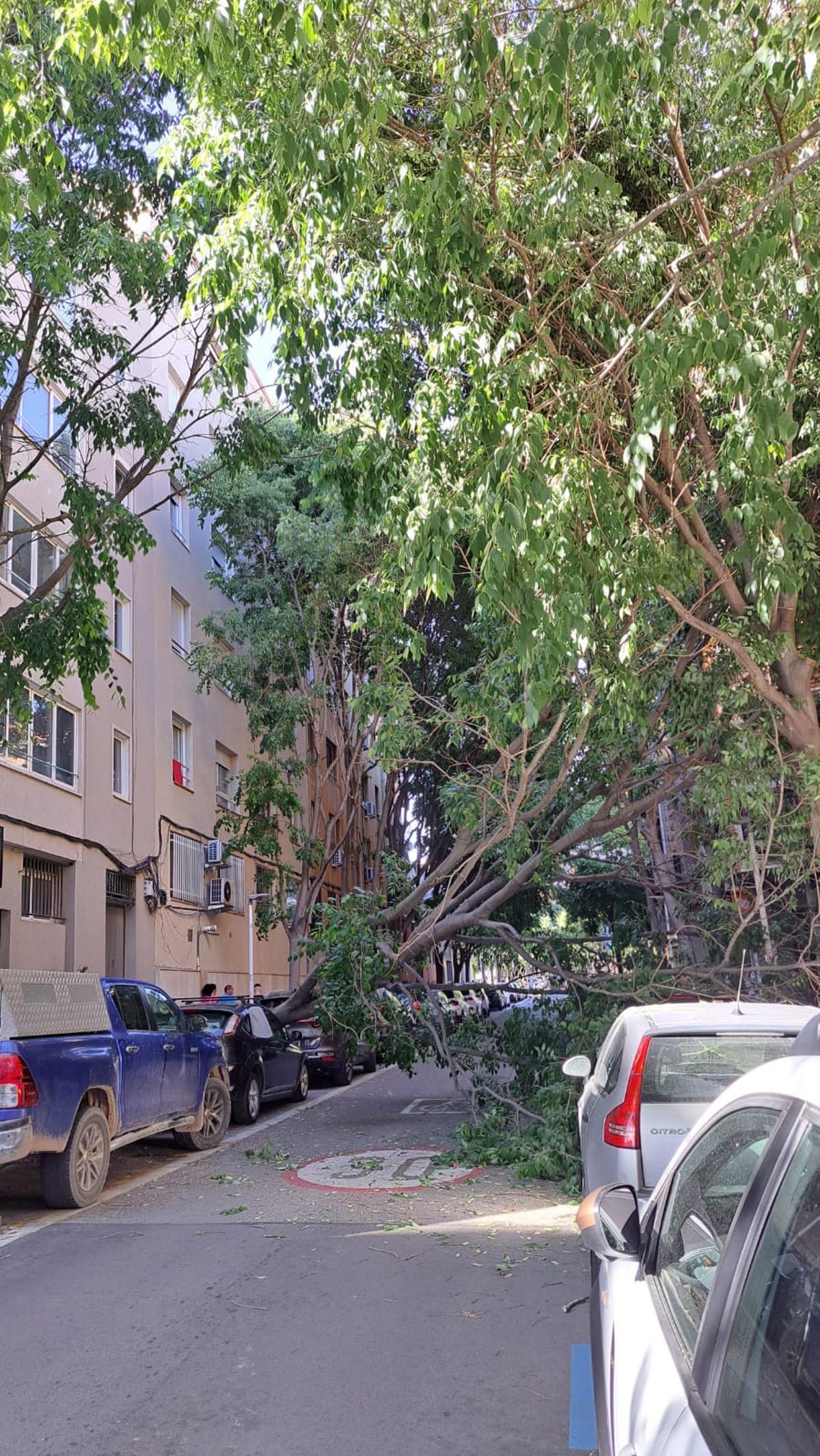 Arbre caigut al carrer Carrasco i Formiguera de Manresa