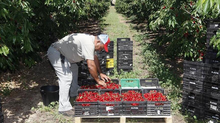 La cosecha de fruta será un 2% superior a la del año pasado