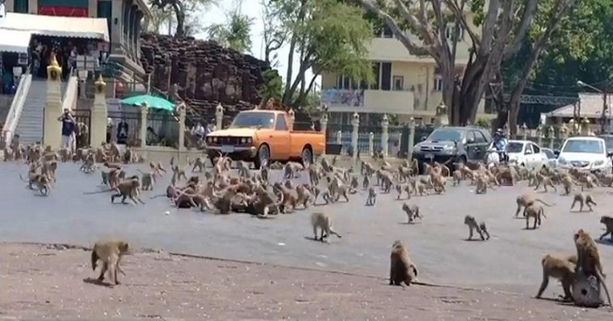 Calle invadida por los monos