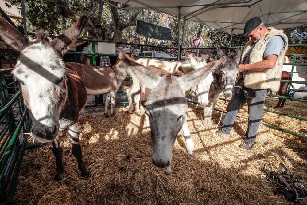 Tradición y vanguardia en la Fira de Cocentaina