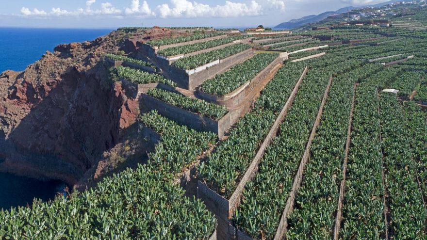 El cultivo del plátano reduce la contaminación en Canarias