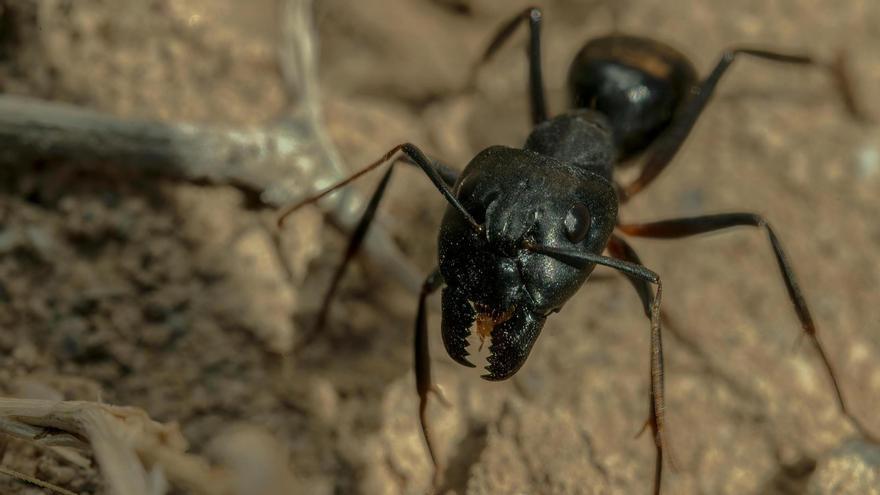 Vídeo: Diez remedios naturales para acabar con las hormigas en casa