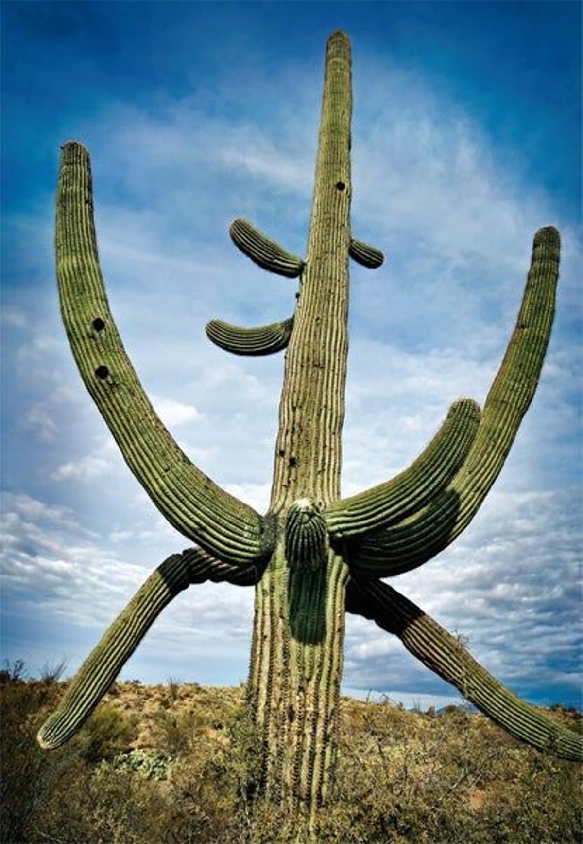 Saguaro, un cactus de crecimiento
lento que puede tener una antigüedad de 200
años y se ha convert