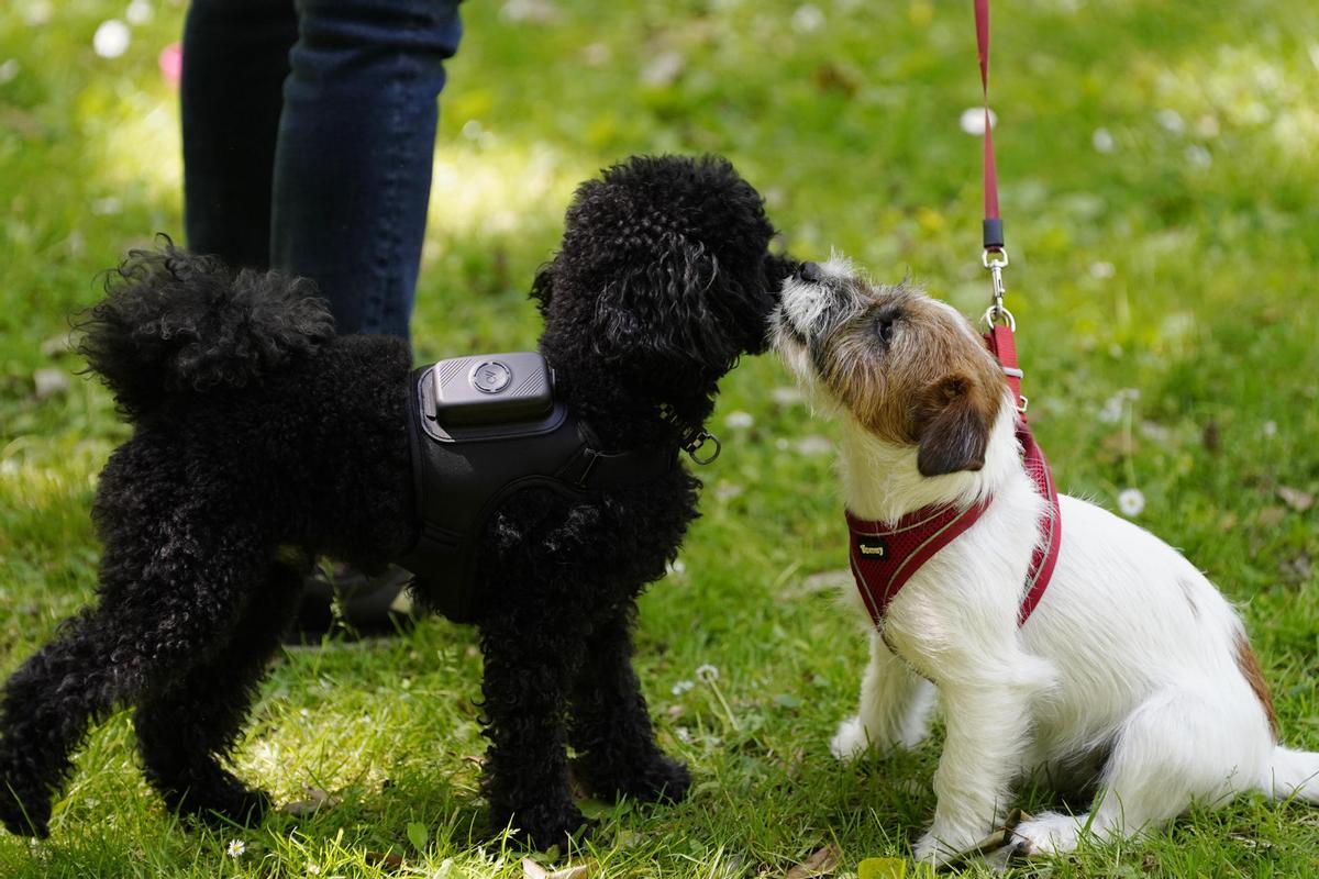 Dos perros en un parque en una imagen de archivo